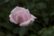 Rose im Schlossgarten von Dunrobin Castle, Schottland