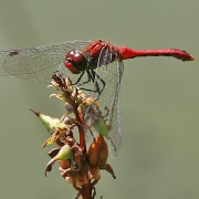 Blutrote Heidelibelle