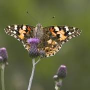 Distelfalter