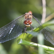 Große Heidelibelle