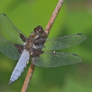 Plattbauchlibelle Männchen