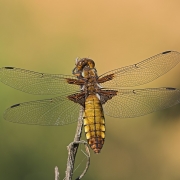 Plattbauchlibelle Weibchen