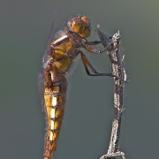Plattbauchlibelle Weibchen