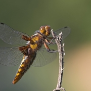 Plattbauchlibelle Weibchen
