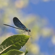 Prachtlibelle