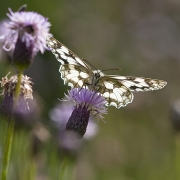 Schachbrettfalter