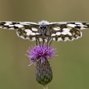 Schachbrettfalter